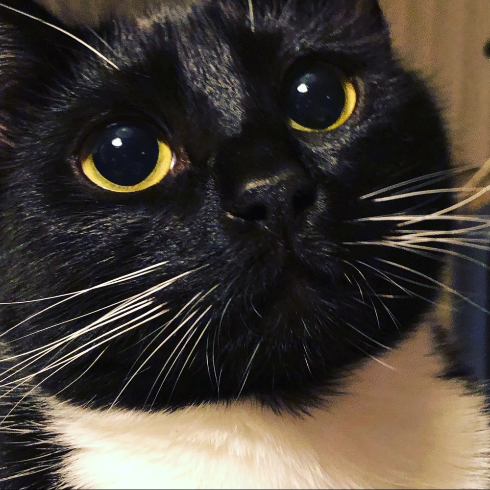 Meet your Posher, Melody